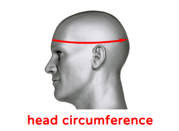 Head and Face definition